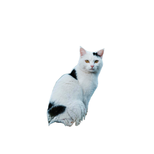 A Cute Black And White Cat Sitting On A Grassy, Rocky Outdoor Setting. 15982 - Cat PNG image with transparent background